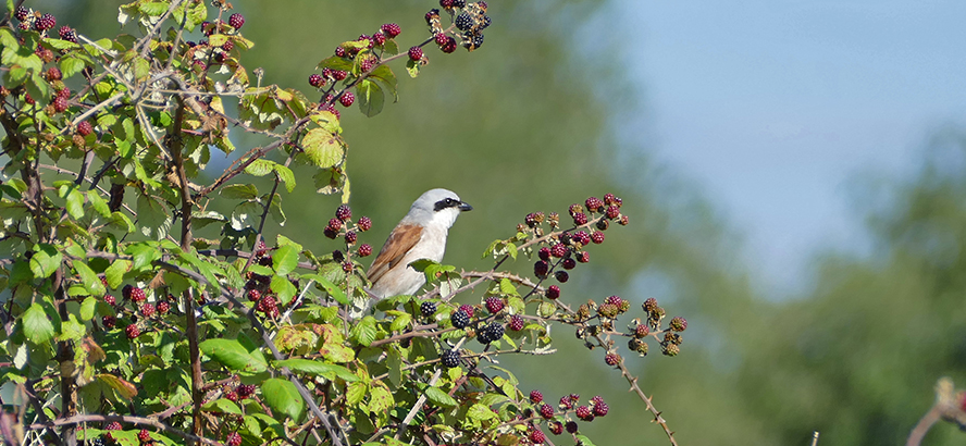 Découverte des oiseaux des villages et des campagnes